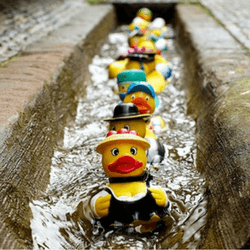 A rubber duck race in progress, which is a highly engaging fundraising idea.
