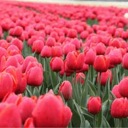 Sell flower bulbs as one of your fundraising ideas.