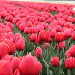 Sell flower bulbs to raise money for your cause.