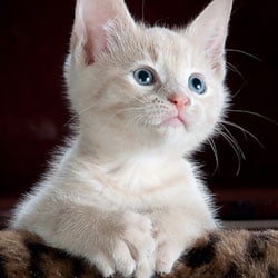 A kitten, representing the concept of a pet picture day as a fundraising idea.