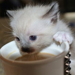 A kitten with a coffee mug, representing the concept of a coffee shop partnership for fundraising.