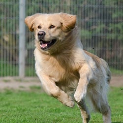 A dog running across a field, representing the idea of a paw-a-thon fundraiser.