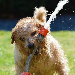 You can wash dogs as a way to raise funds.