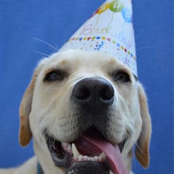 A dog with a party hat, representing the idea of a pet fundraising party.