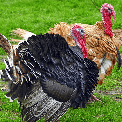 A Thanksgiving staple, Turkey Trots always draw a walkathon crowd.