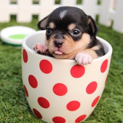 Fundraise by hosting a coffee hour with your pets!
