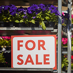 A shelf of flowers with a “For Sale” sign on it.